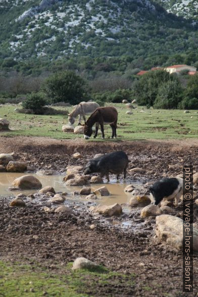 Ânes et cochons sauvages près d'un trou d'eau. Photo © Alex Medwedeff