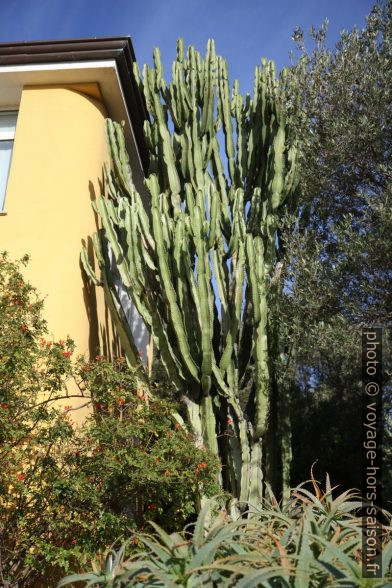 Cactus de la taille d'une maison à deux étages. Photo © Alex Medwedeff