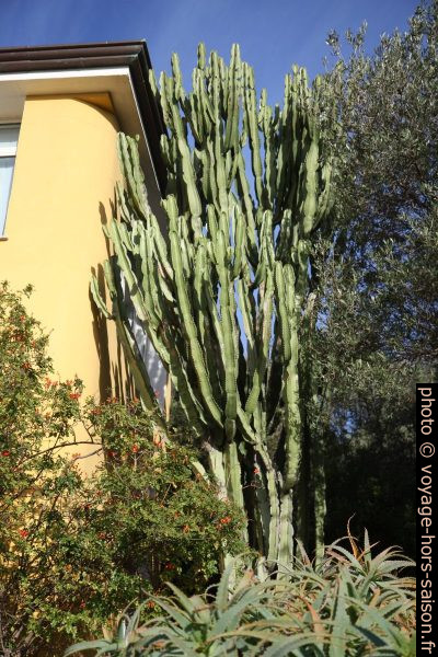 Cactus de la taille d'une maison à deux étages. Photo © Alex Medwedeff
