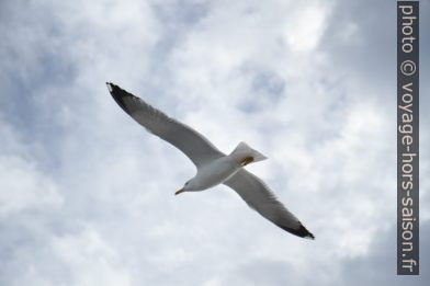 Mouette en vol. Photo © Alex Medwedeff