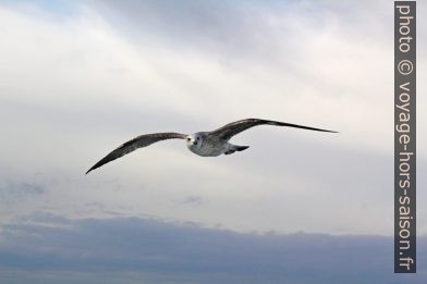 Jeune mouette en vol. Photo © André M. Winter