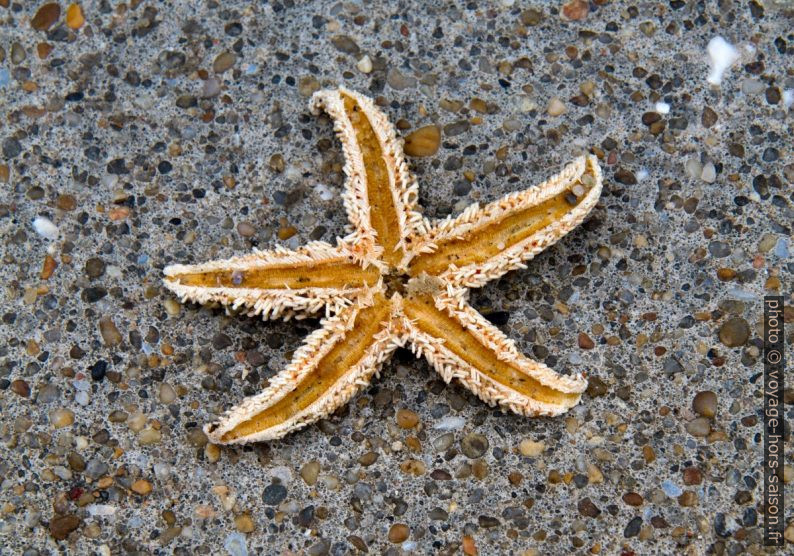 Étoile de mer desséchée. Photo © Alex Medwedeff