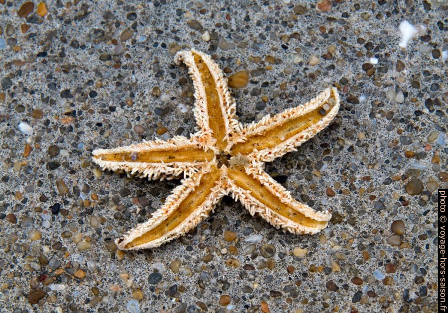 Étoile de mer desséchée. Photo © Alex Medwedeff
