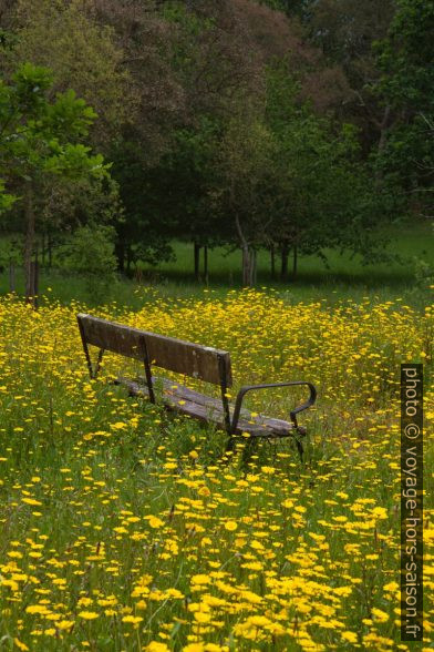 Un banc dans un pré en fleur. Photo © Alex Medwedeff