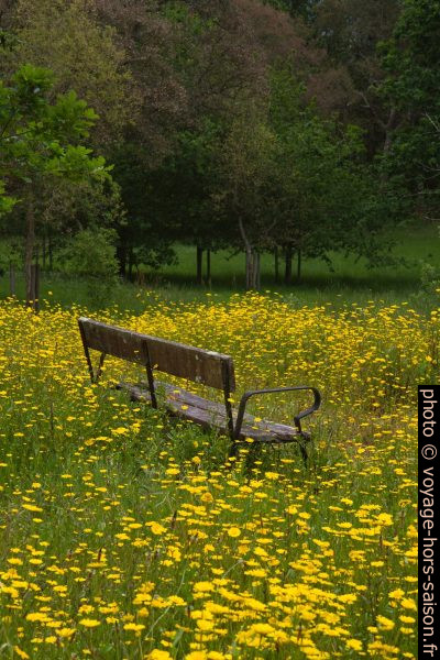 Un banc dans un pré en fleur. Photo © Alex Medwedeff