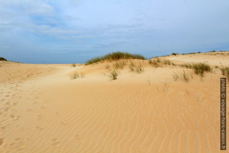 Herbes sur la Dune de Corrubedo. Photo © André M. Winter