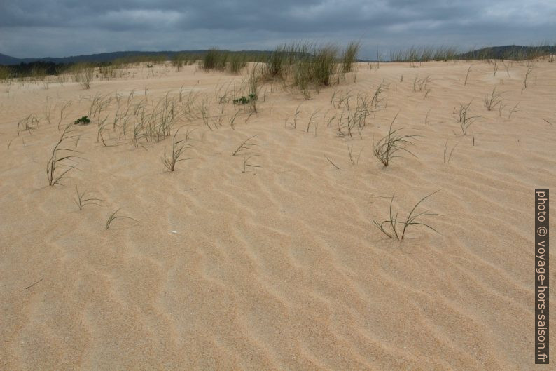 Fines herbes sur la Dune de Corrubedo. Photo © André M. Winter