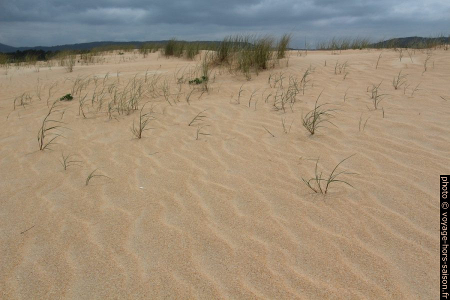 Fines herbes sur la Dune de Corrubedo. Photo © André M. Winter