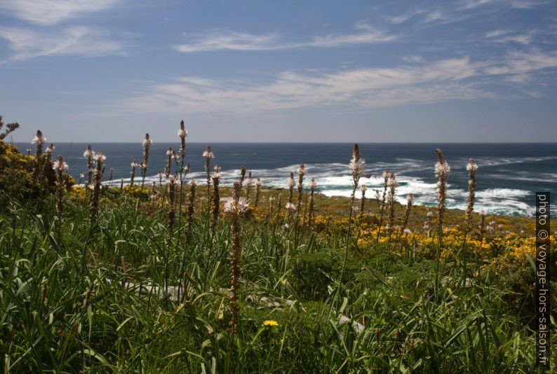 Fleurs printanières au Cap de Louro. Photo © Alex Medwedeff