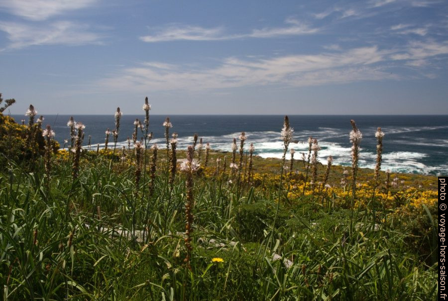 Fleurs printanières au Cap de Louro. Photo © Alex Medwedeff