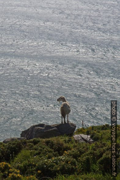 Une chèvre au Cabo de la Nave. Photo © Alex Medwedeff