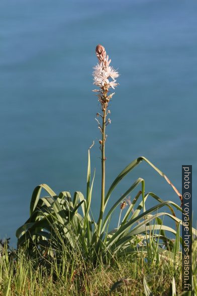 Un Bâton blanc d'Arrondeau devant l'Océan Atantique. Photo © André M. Winter