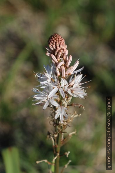 Fleur d'asphodèle d'Arrondeau au printemps. Photo © André M. Winter