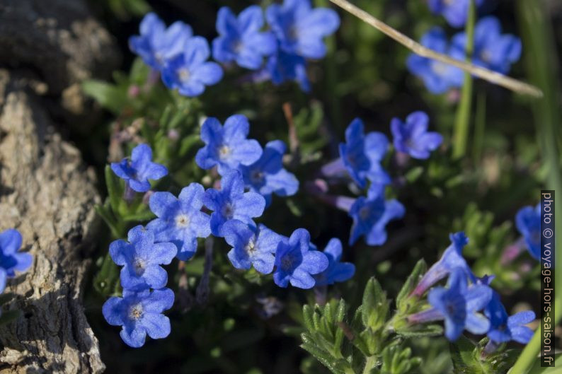 Détail des petites fleurs bleues en touffe. Photo © André M. Winter