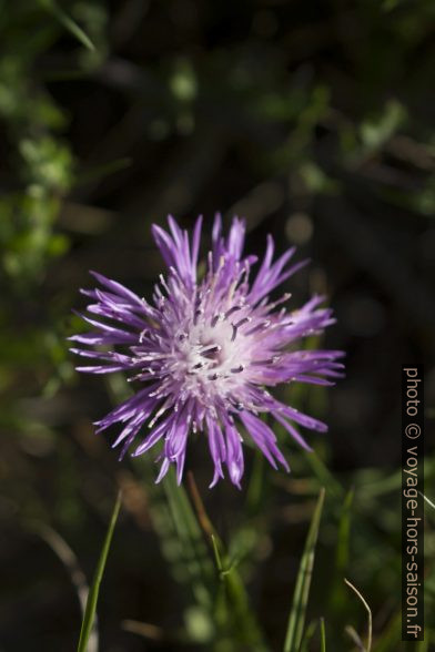 Détail d'une fleur violette effilochée de centaurée. Photo © André M. Winter