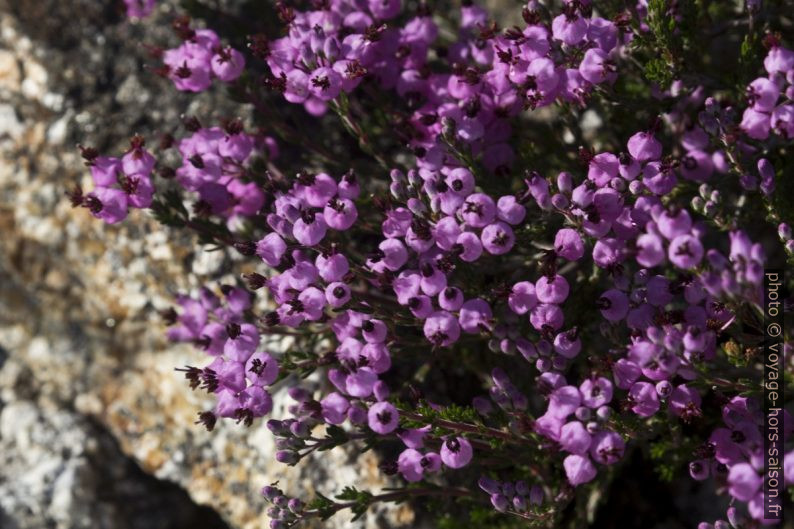 Détail des fleurs mauves d'un bruyère. Photo © André M. Winter