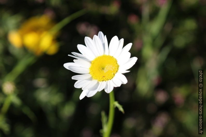 Fleur blanche de la marguerite commune. Photo © André M. Winter