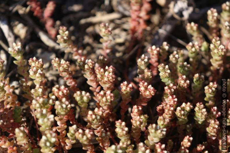 Détail des branches de petits succulents en touffe. Photo © André M. Winter