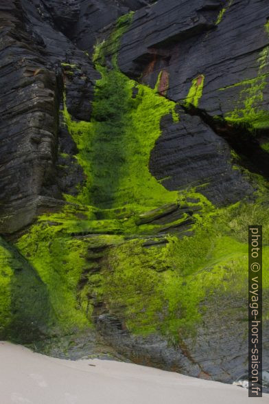 Rochers noirs couverts d'algues vertes. Photo © Alex Medwedeff