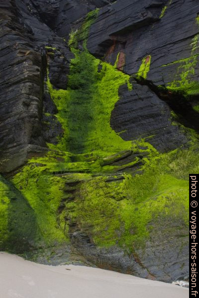 Rochers noirs couverts d'algues vertes. Photo © Alex Medwedeff