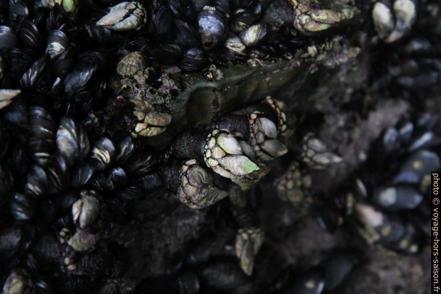 Poucepieds sur les rochers de la Plage des Cathédrales. Photo © Alex Medwedeff