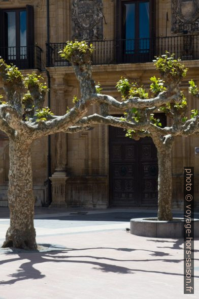 Platanes sur la Plaza Daoíz y Velarde. Photo © Alex Medwedeff