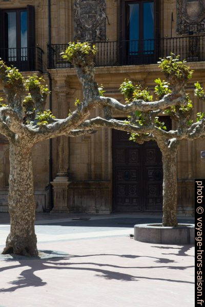 Platanes sur la Plaza Daoíz y Velarde. Photo © Alex Medwedeff