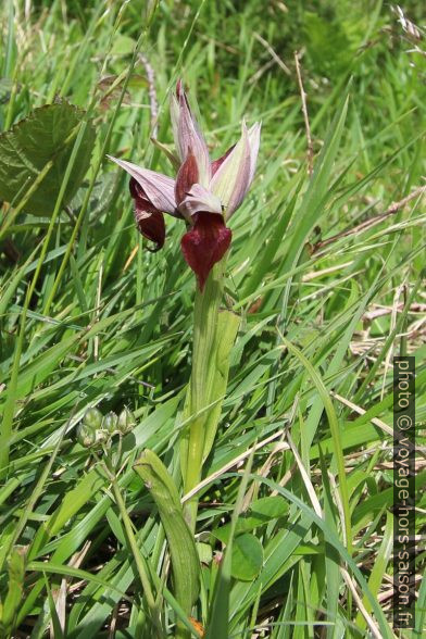 Orchidée en Asturies. Photo © André M. Winter