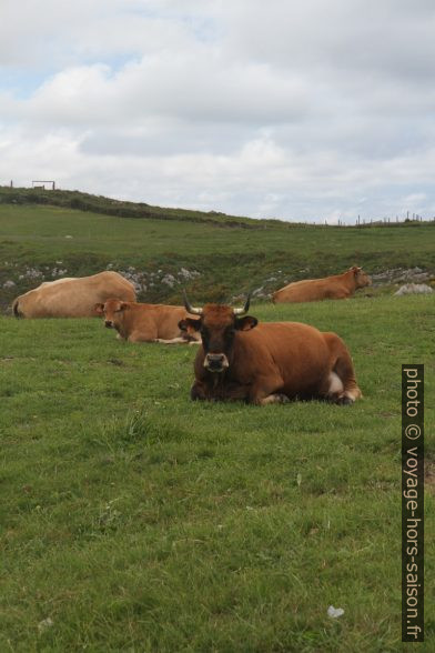 Vaches austuriennes. Photo © Alex Medwedeff