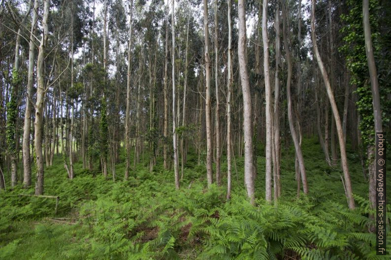 Forêt d'eucalyptus autour de Santa María de Tina. Photo © André M. Winter
