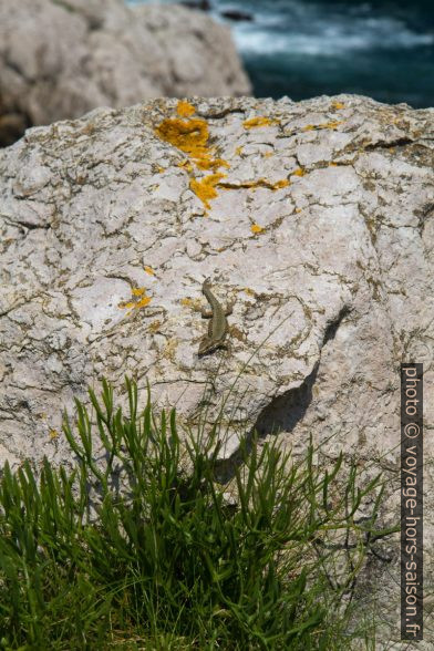 Un lézard se chauffe au soleil. Photo © Alex Medwedeff