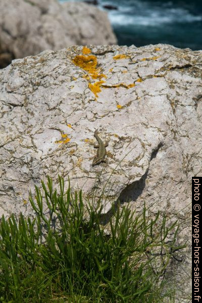 Un lézard se chauffe au soleil. Photo © Alex Medwedeff