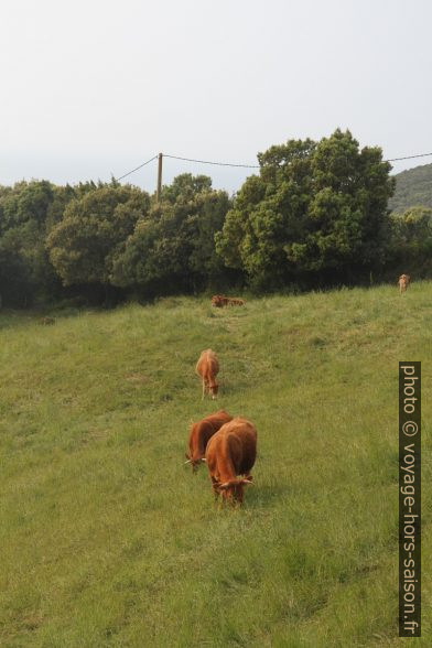 Vaches brunes sur un pré. Photo © Alex Medwedeff