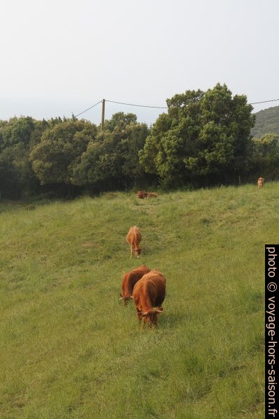 Vaches brunes sur un pré. Photo © Alex Medwedeff