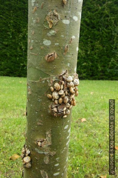Escargots sur un tronc d'arbre. Photo © André M. Winter