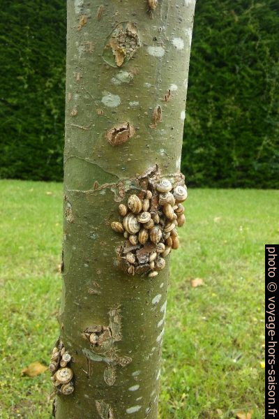 Escargots sur un tronc d'arbre. Photo © André M. Winter