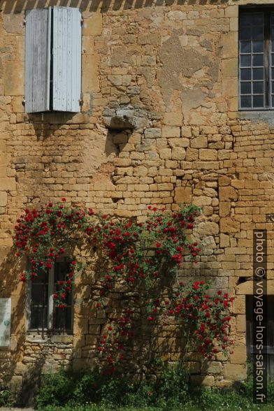 Rosier en fleurs dans la cour de l'abbaye de Cadouin. Photo © Alex Medwedeff