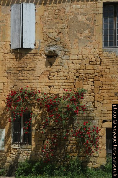 Rosier en fleurs dans la cour de l'abbaye de Cadouin. Photo © Alex Medwedeff