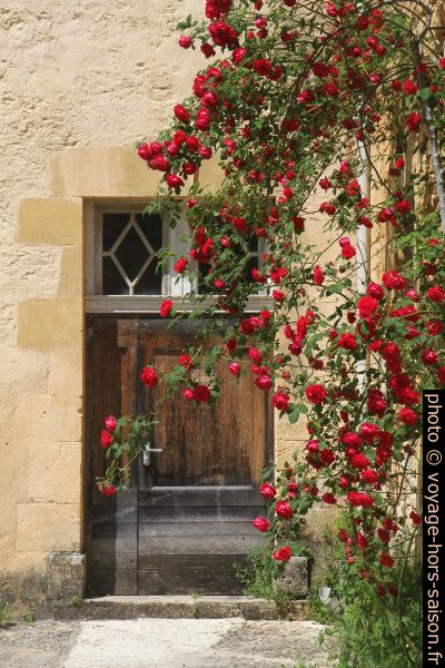 Rosier en fleurs dans la cour de l'abbaye de Cadouin. Photo © Alex Medwedeff