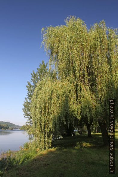 Un saule au bord de la Dordogne. Photo © Alex Medwedeff