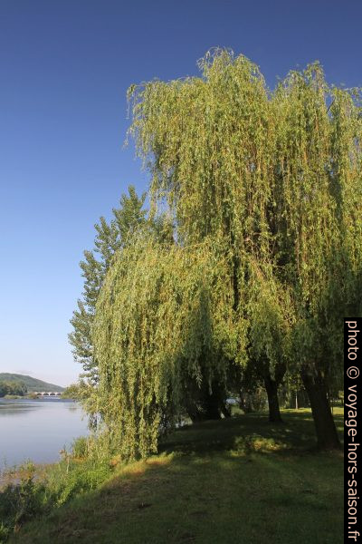Un saule au bord de la Dordogne. Photo © Alex Medwedeff