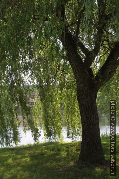 Saule au bord de la Dordogne. Photo © Alex Medwedeff