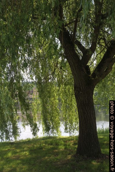 Saule au bord de la Dordogne. Photo © Alex Medwedeff