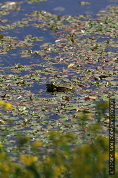 Une grenouille au bord de la Dordogne. Photo © Alex Medwedeff