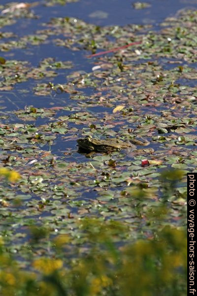 Une grenouille au bord de la Dordogne. Photo © Alex Medwedeff