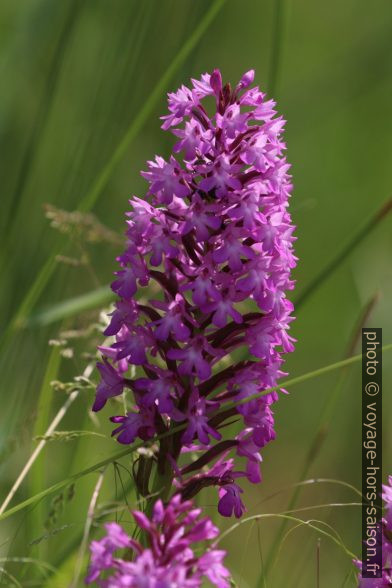 Dactylorhize de mai en fleurs. Photo © André M. Winter