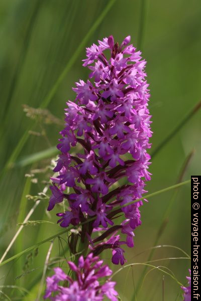 Dactylorhize de mai en fleurs. Photo © André M. Winter