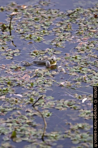 Une grenouille avec sacs vocaux gonflés au bord de la Dordogne. Photo © Alex Medwedeff