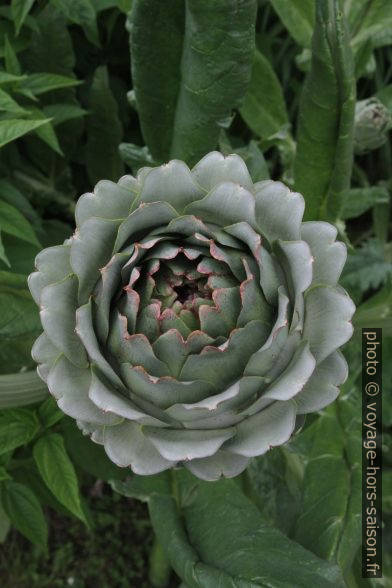 Fleur d'artichaut. Photo © Alex Medwedeff