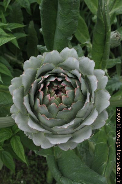 Fleur d'artichaut. Photo © Alex Medwedeff
